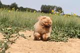 CHOW CHOW 080